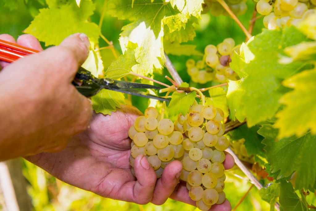 Trauben schneiden bei der Weinlese, Weingut Pongratz - Foto © Andreas Amschl