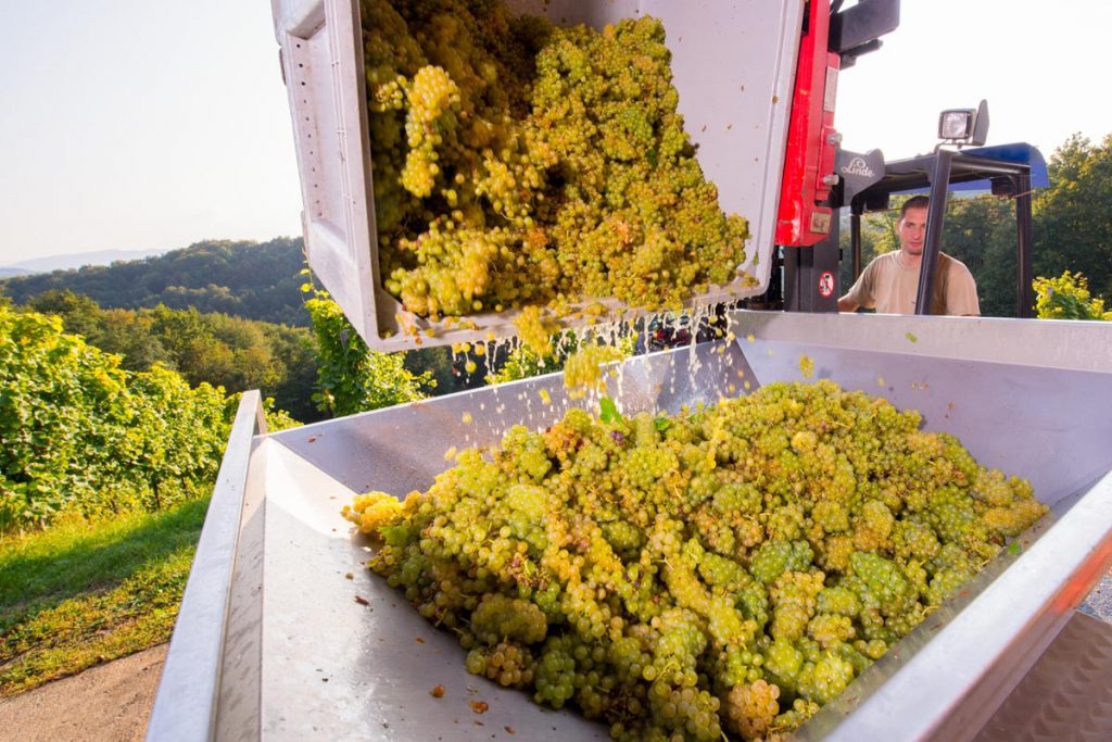 Weinlese: die Ernte, Weingut Pongratz - Foto © Andreas Amschl