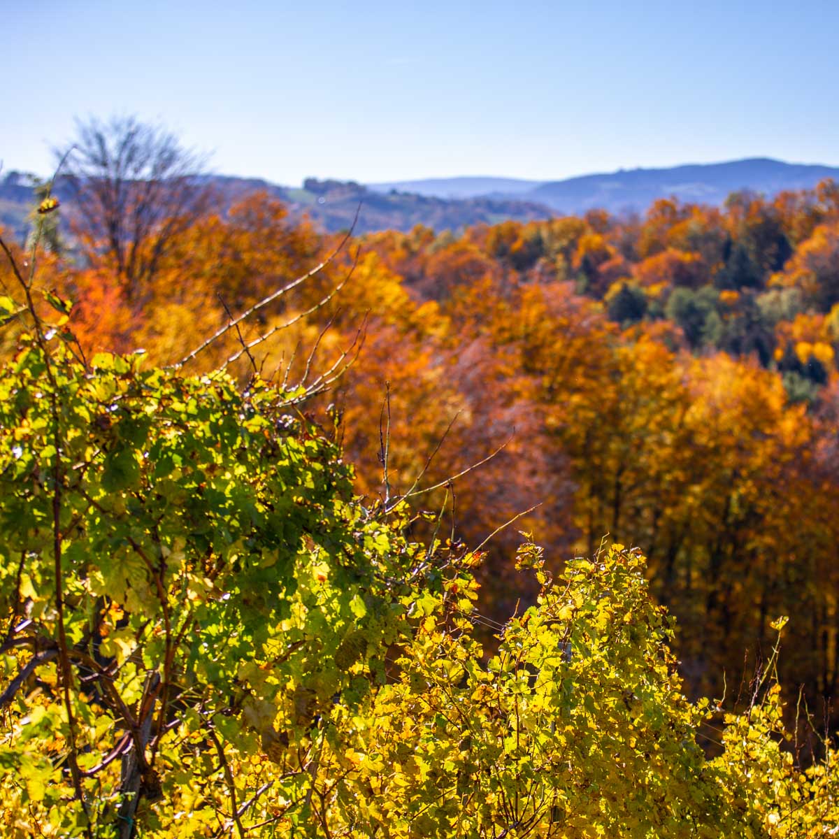 Buntes Laub im Herbst, Weingut Pongratz - Foto © Helmut Bolesch