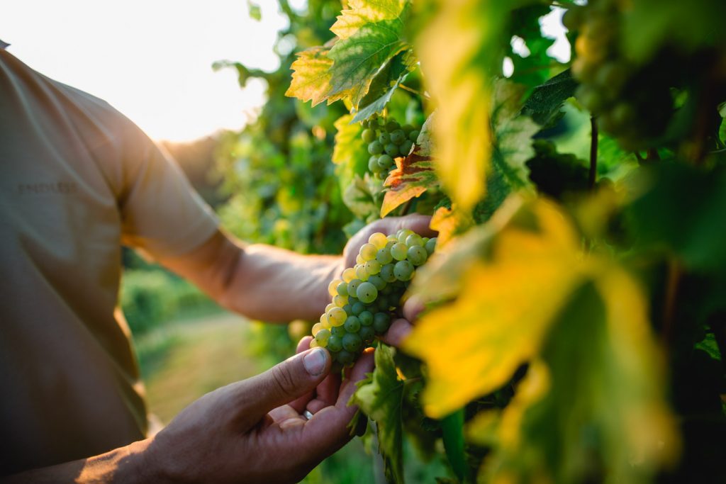 Die Weintrauben am Weingut Pongratz - Foto © Karin Bergmann