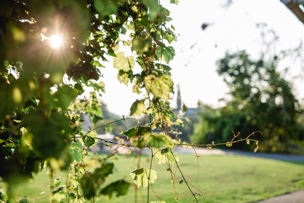 Weinreben am Weingut Pongratz - Foto © Karin Bergmann