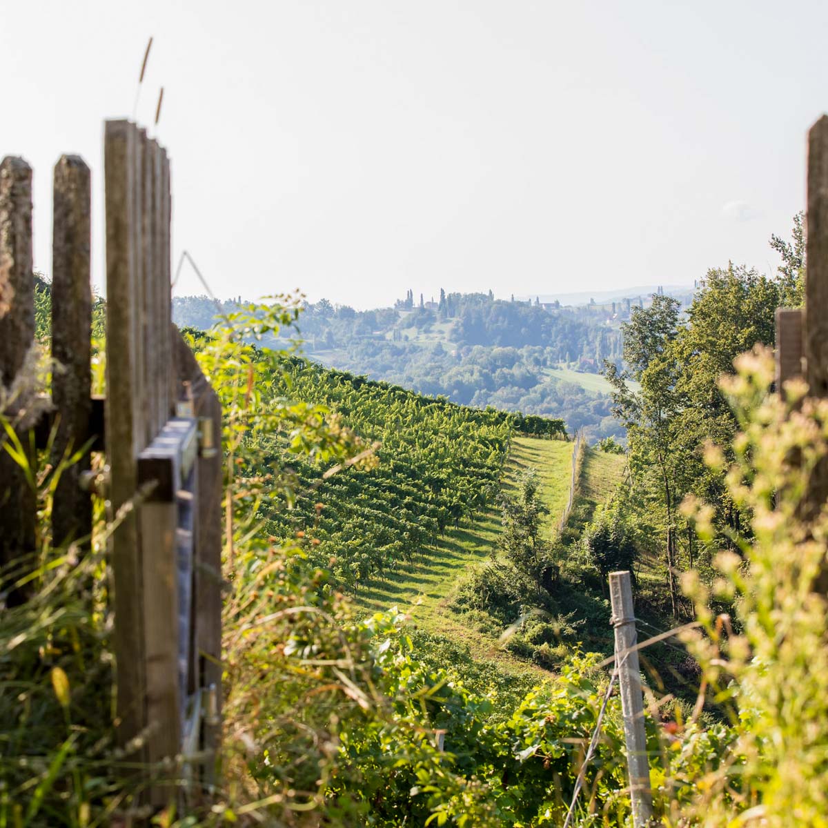 Gartentor zum Weinberg, Weingut Pongratz - Foto © Rob and Deanna