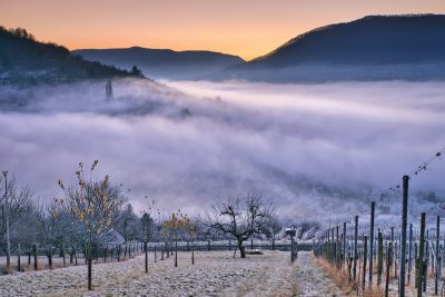 Buschenschank im Nebel