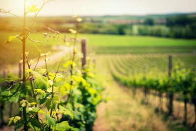 Sauvignon Blanc trocken an der Rebe