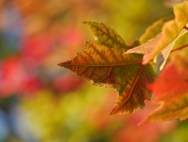 Gamlitz Weinlesefest im Herbst