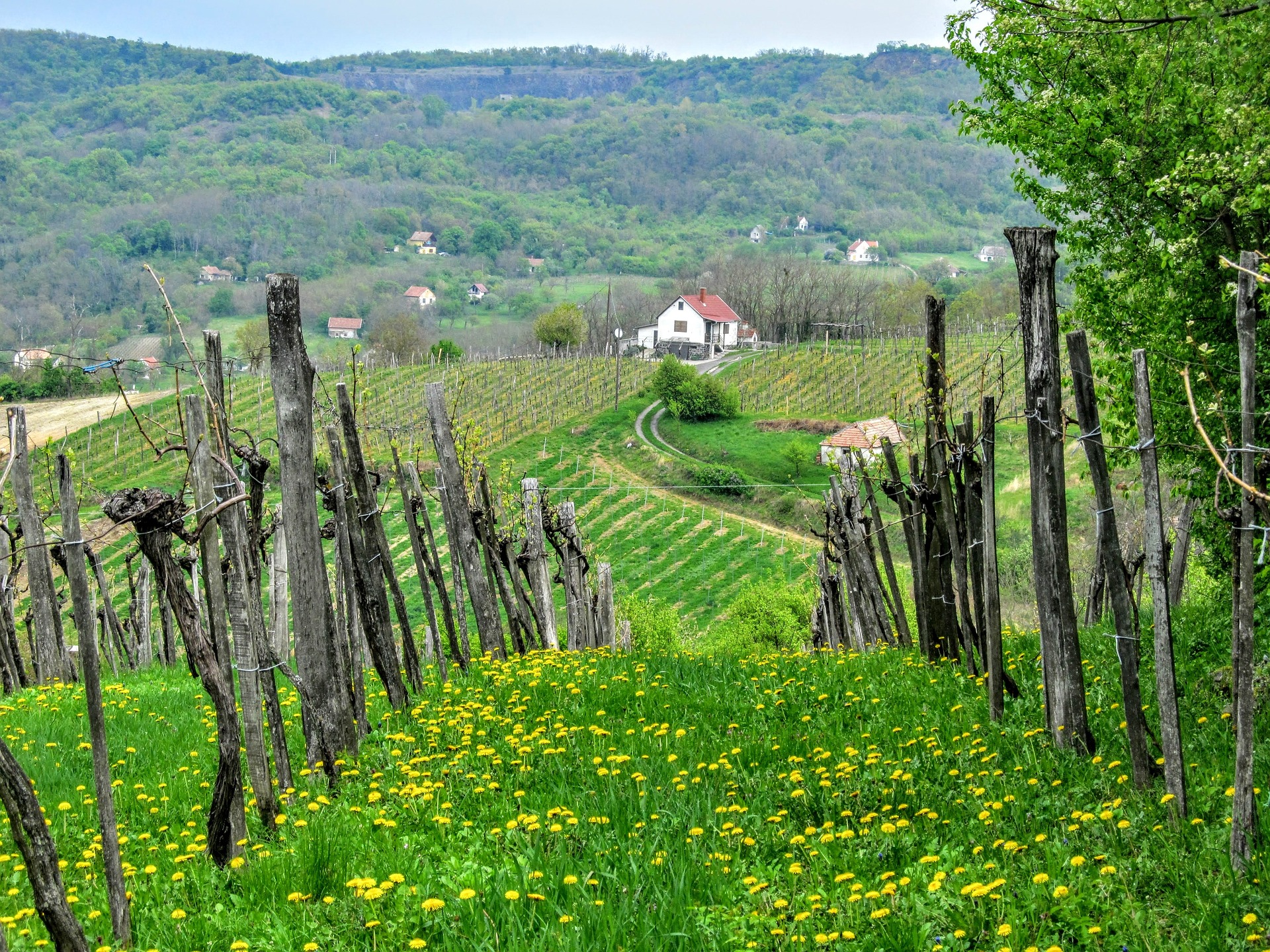 Die Weinrebe