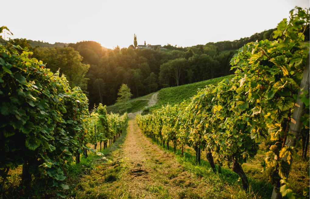 Familienweingut der suedsteiermark