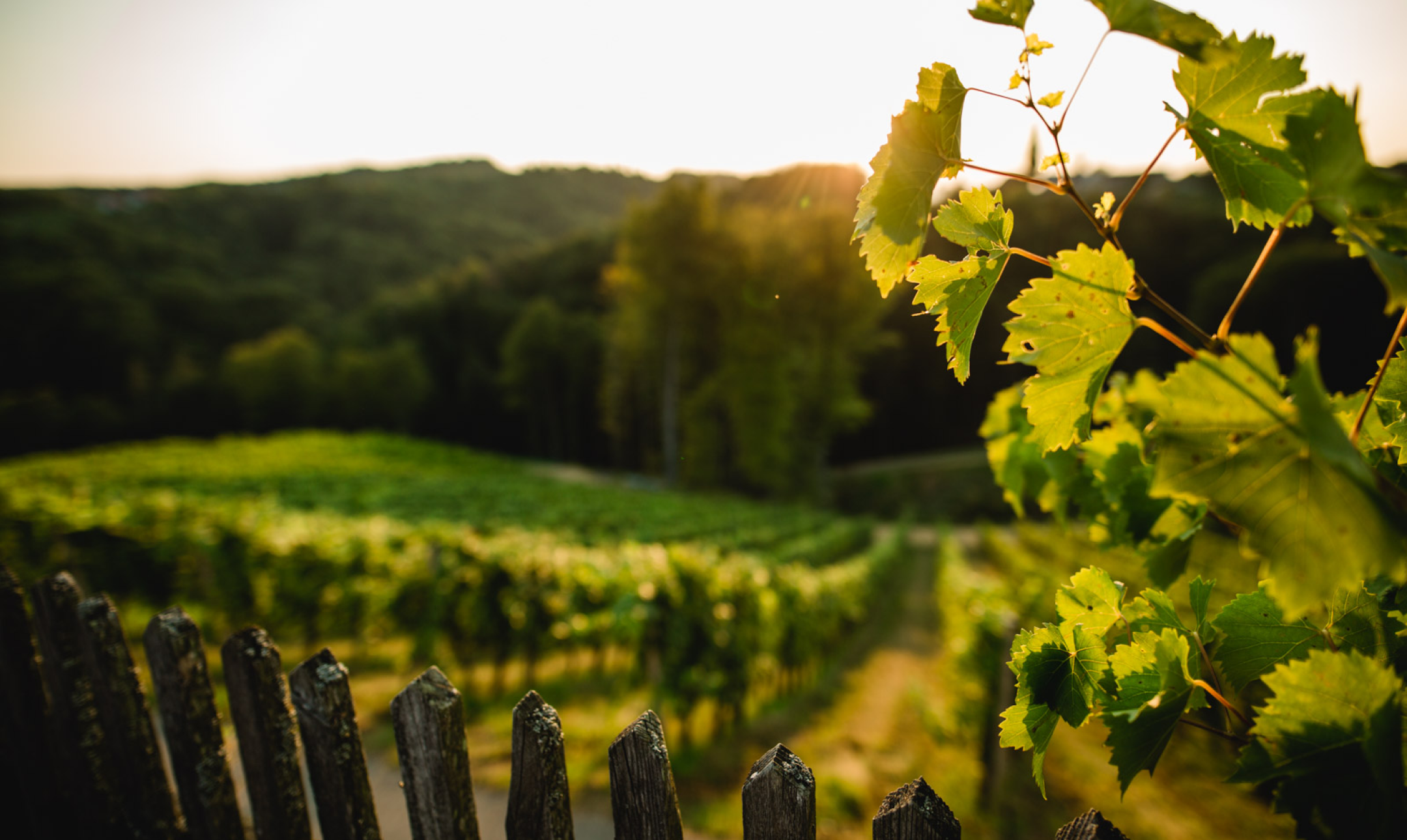 Weingut Pongratz Bolesch